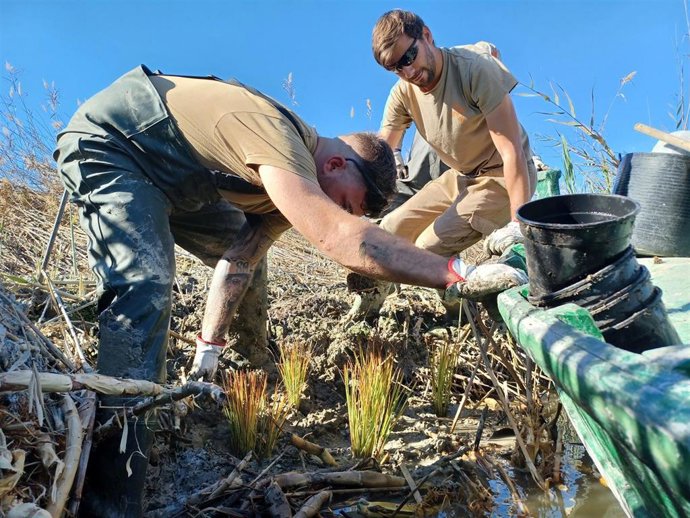 El Servicio Devesa-Albufera del Ayuntamiento de Valncia planta 450 ejemplares de 4 especies de flora amenazada en las orillas de las matas de la Barra y el Fangaret, en el lago de la Albufera.