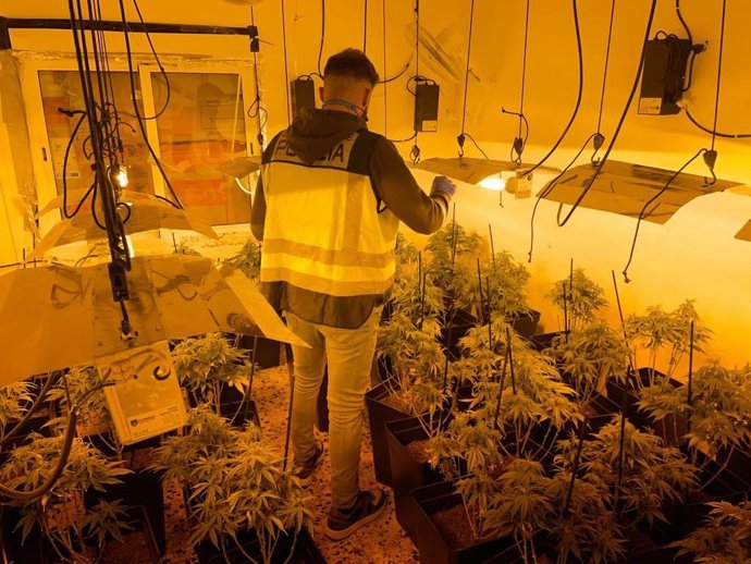 Laboratorio de marihuana desarticulado en un chalé en Chiva (Valencia)