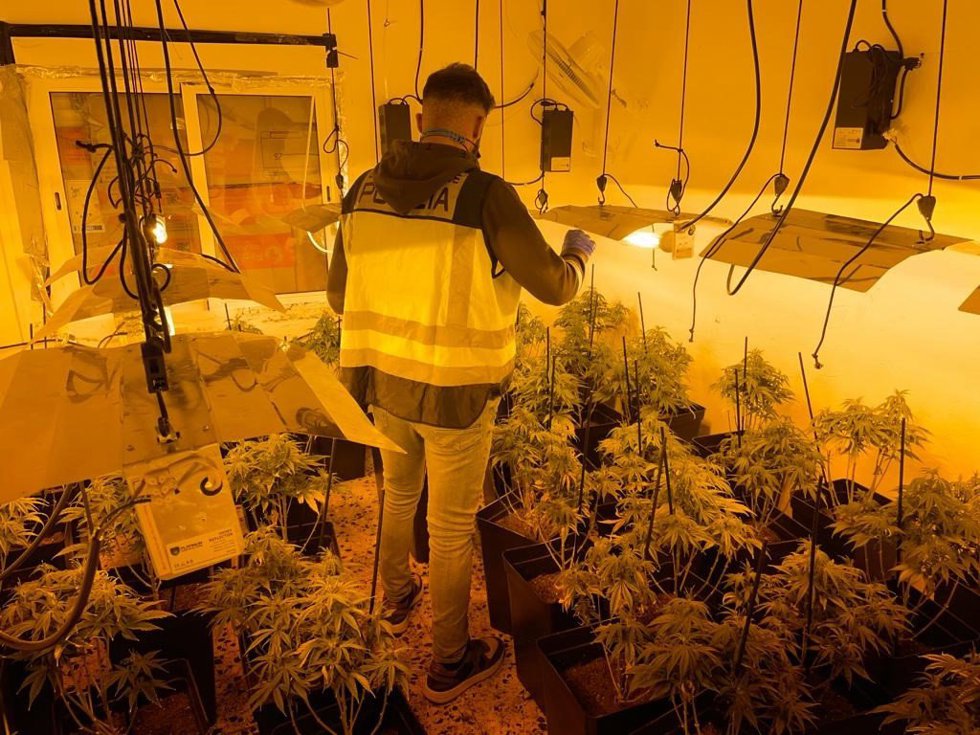 Laboratorio de marihuana desarticulado en un chalé en Chiva (Valencia)
