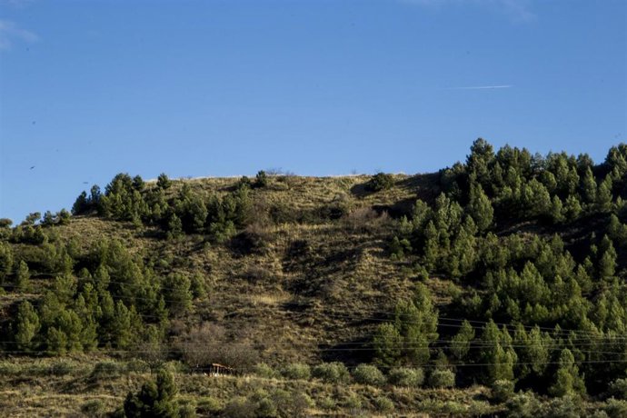 Archivo - Reforestación cerro en Villamediana