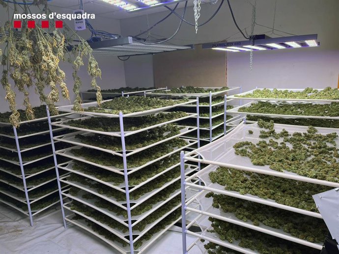 Quatre detinguts en una plantació de marihuana desmantellada en una nau de Rubí (Barcelona)