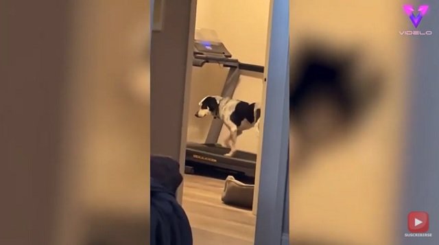 Este perro utiliza la cinta de correr para hacer ejercicio