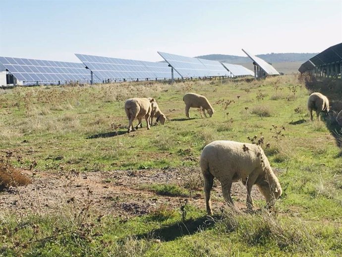 Proyecto piloto 'GoAgrovoltaica' en Hinojosa Solar