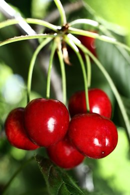 DOP Cereza del Jerte