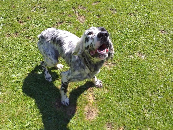 Archivo - Perro de caza