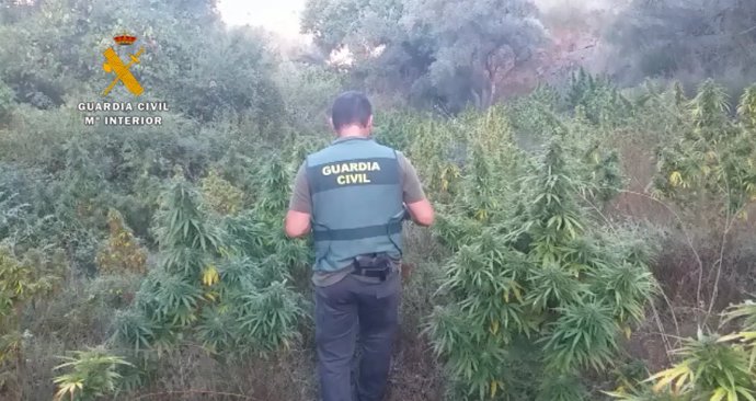 Un agente de la Guardia Civil en una operación contra el cultivo de marihuana