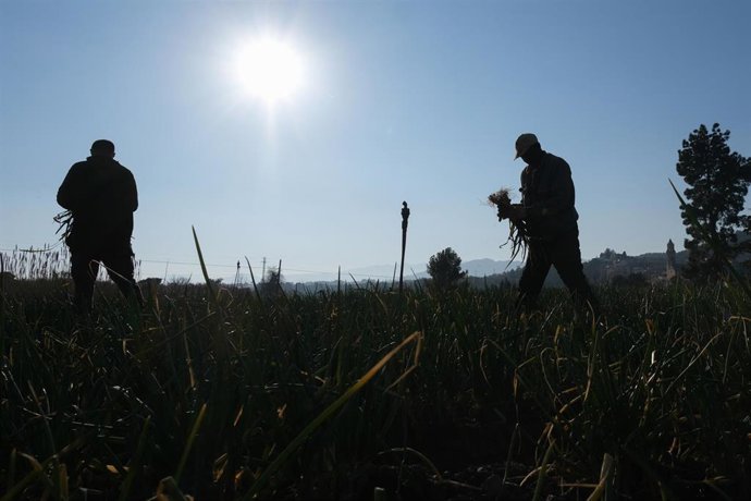Varios agricultores recolectan, en una imagen de archivo.