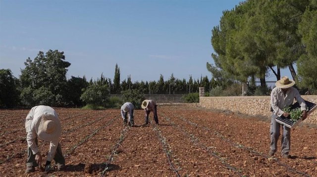 Agricultores trabajando en un campo en Mallorca.