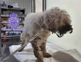 Perro al que dejó de atender su propietaria, investigada por maltrato animal.