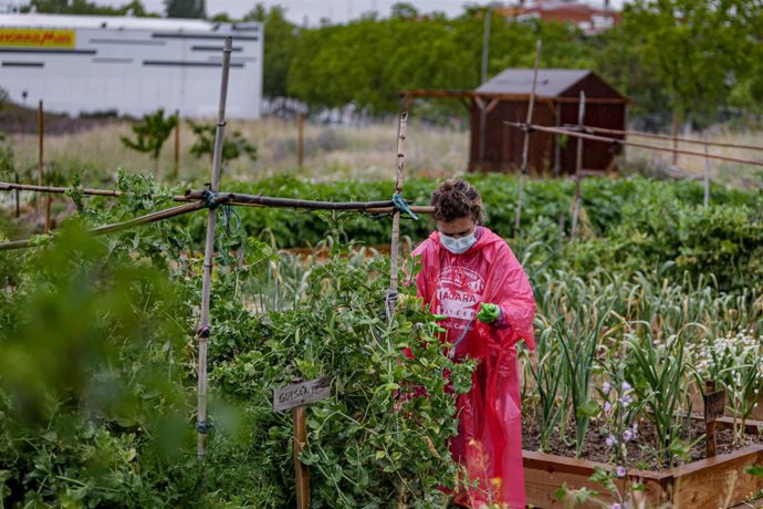 Archivo - Una voluntaria que trabaja en el Huerto Urbano Comunitario de Vicálvaro prepara una cesta con productos ecológicos para la Despensa Solidaria de Vicálvaro, una iniciativa social puesta en funcionamiento por vecinos del distrito el pasado mes d