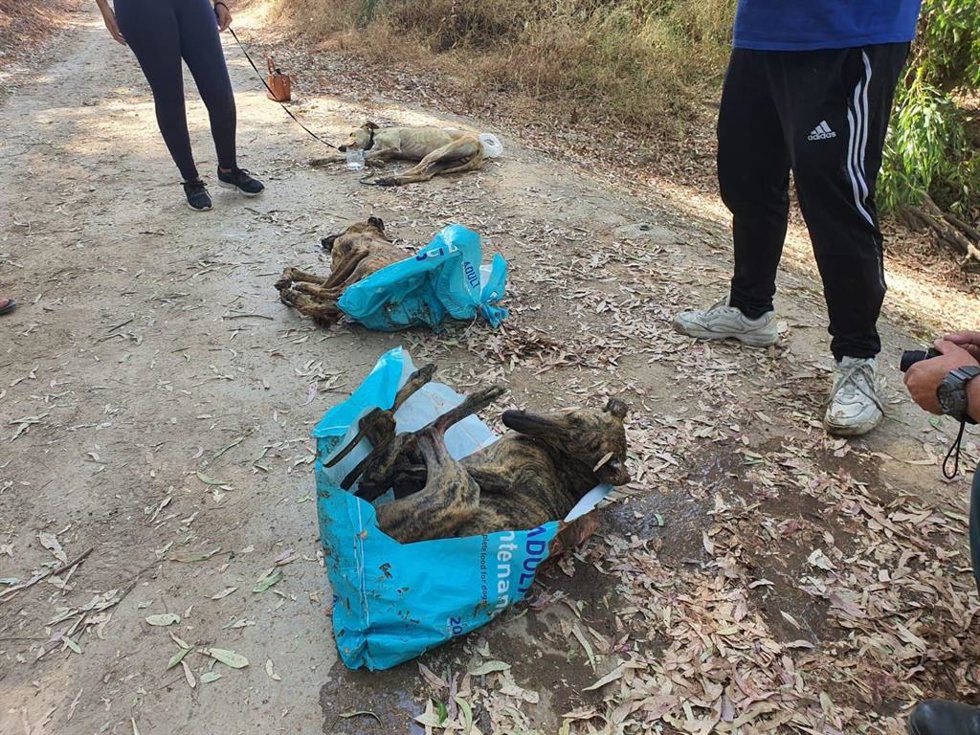 Archivo - Galgos apaleados metidos en bolsas de basura.