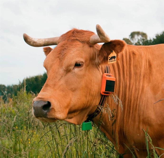 Una vaca con el dispositivo Rumi, desarrollado por Innogando, en el cuello