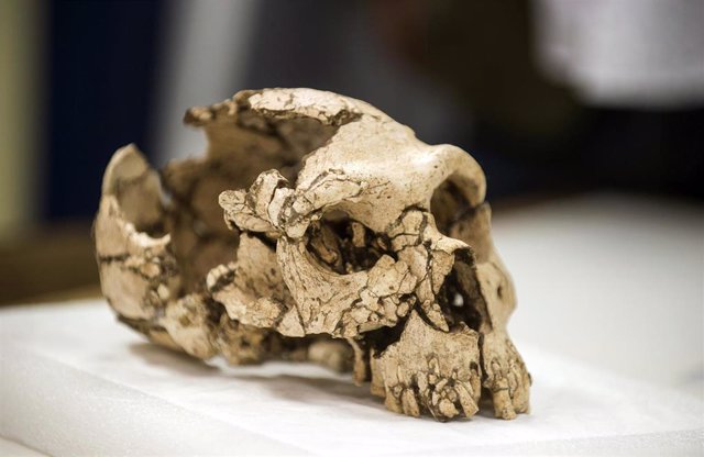 Archivo - Un esqueleto neandertal llega al Museu de Prehistòria de València