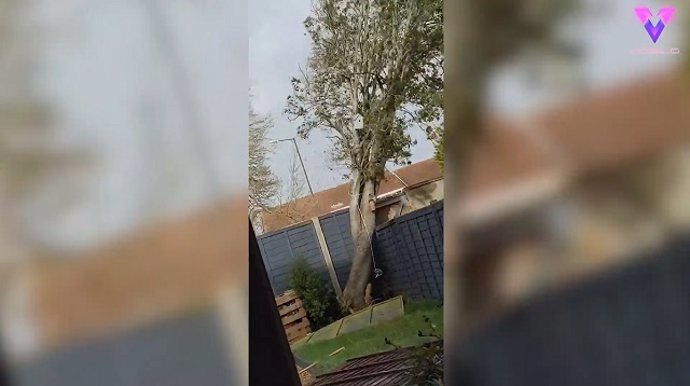 La fuerte tormenta arrancó este árbol de cuatro metros