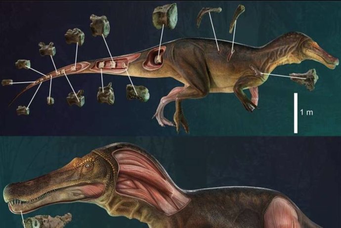 Reconstrucción de la vida de Iberospinus natarioi (ML1190) que muestra la digitalización en 3D de algunos de los huesos recuperados, junto con la musculatura reconstruida. Superior, vista lateral derecha; Vista inferior, anterolateral izquierda.