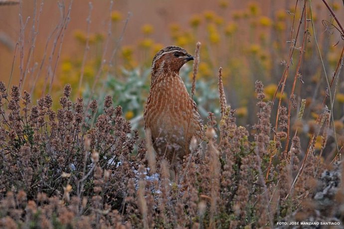 Los cazadores de C-LM entregaron 500 muestras de codorniz para el proyecto Coturnix de estudio de la especie