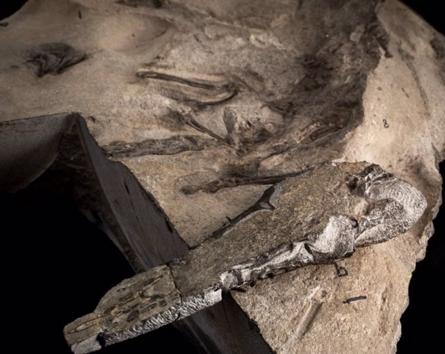 Aspecto del fósil del nuevo pterosaurio descubierto en Escocia
