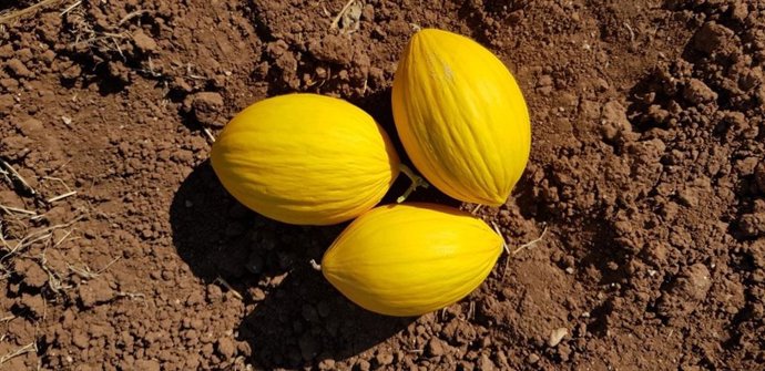 Meló d'Or de Ontinyent