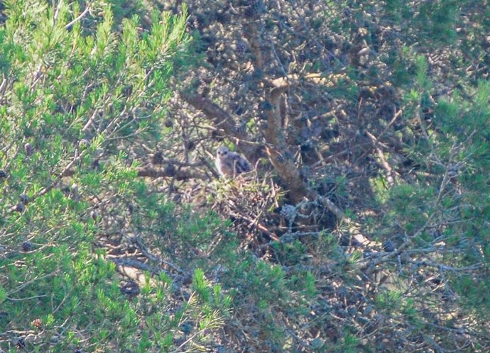 Archivo - Un polluelo de busardo ratonero en el nido.