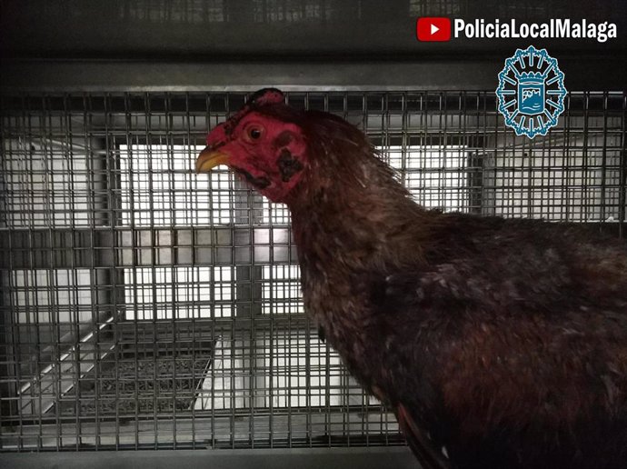 Una de las aves recuperadas en la operación de la Policía Local en la barriada malagueña de La Corta