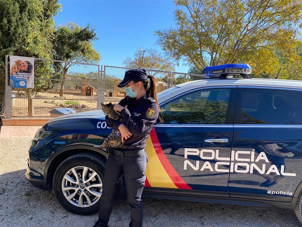 Detenido un acusado de pegar patadas a un gato doméstico que se había escondido debajo de su coche