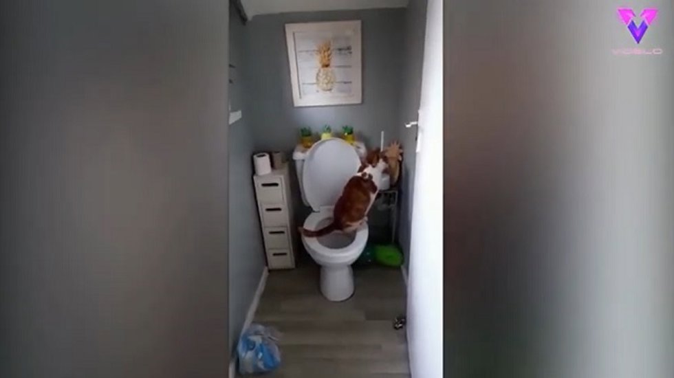 Captan a un gato utilizando un retrete como si fuera un humano