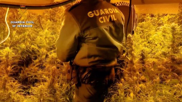 Agente de la Guardia Civil junto a una plantación de marihuana (archivo).