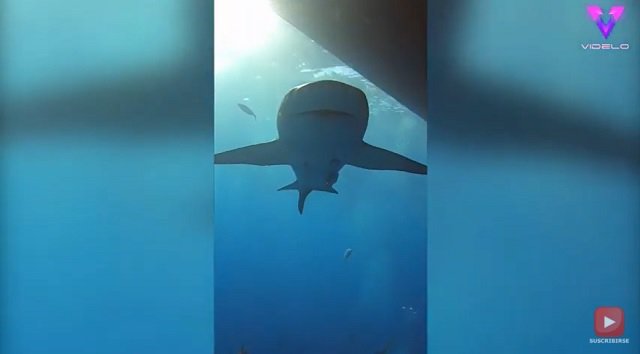 Fotógrafo marino se encontró con una manada de tiburones