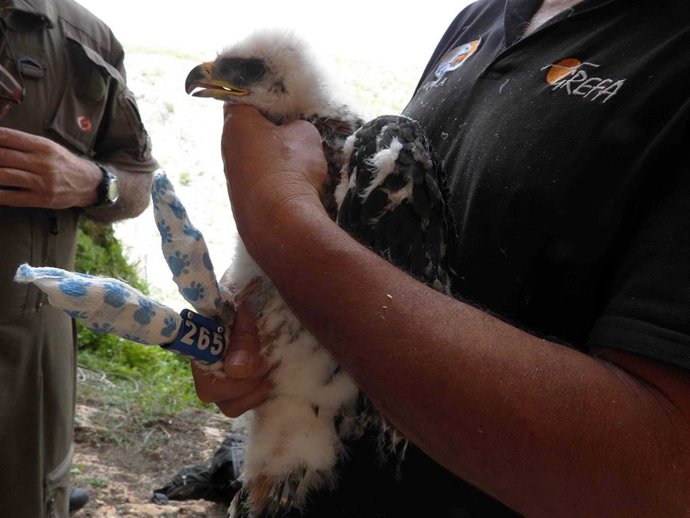 Ejemplar de águila.