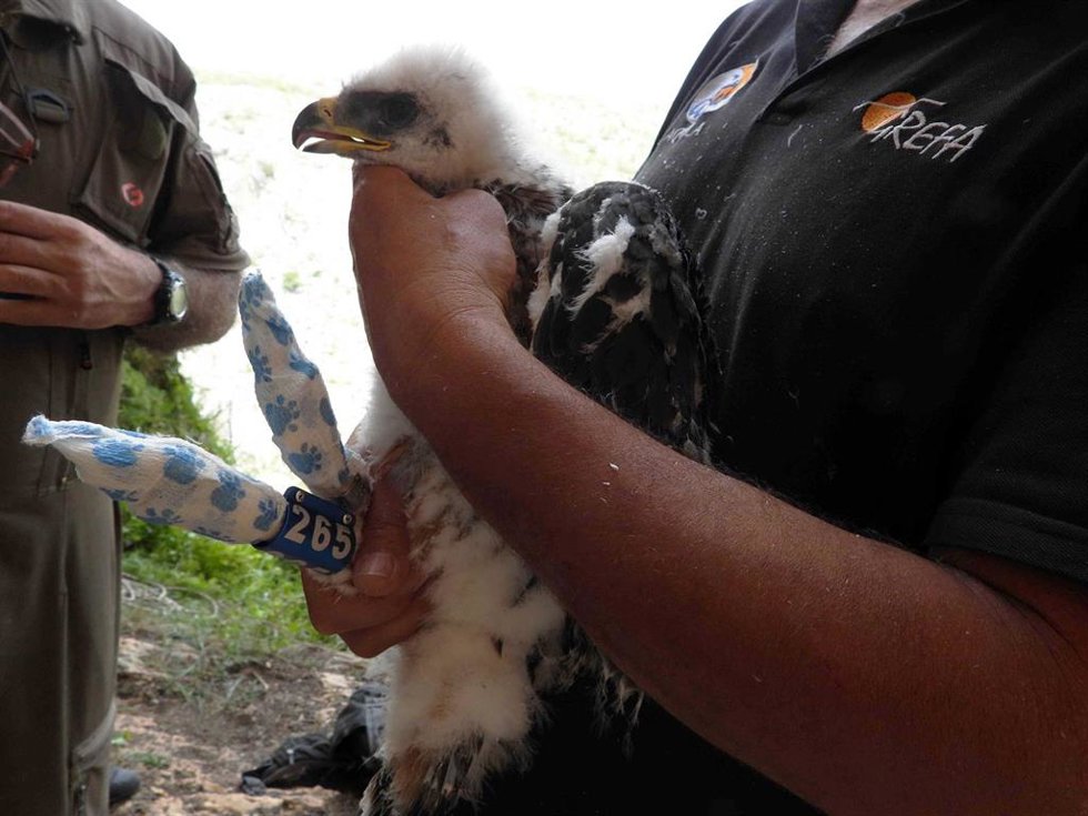 Ejemplar de águila.