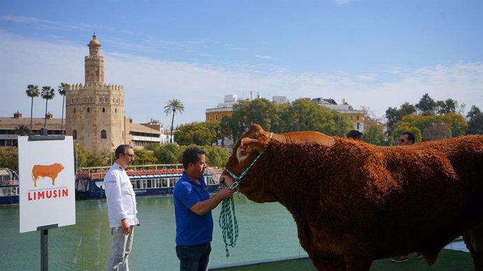 La presentación de las jornadas gastronómicas ha contado con la presencia del toro limusín 'Limonero', de la ganadería Concha Piquer. Un ejemplar de más de 1.300 kilos y que ha sido campeón de España en el Concurso de la Raza Limusina.