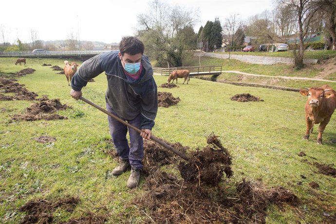 Archivo - Roberto extiende estiércol en la finca donde pastan sus vacas del barrio de A Tolda, en Lugo, Galicia (España), a 24 de marzo de 2021. El sector primario ha sido fundamental durante la pandemia. Agricultores y ganaderos han dado lo mejor de sí