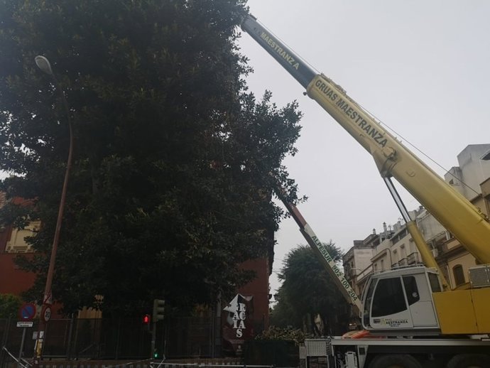 Imagen de archivo de una de las últimas intervenciones realizadas por Parques y Jardines del Ayuntamiento de Sevilla.