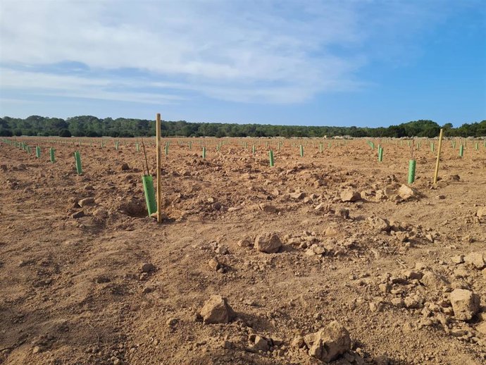 Plantación de higueras en Can Marroig, Formentera