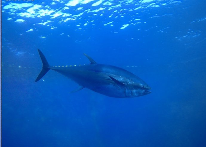 Archivo - Atunes de Balfegó