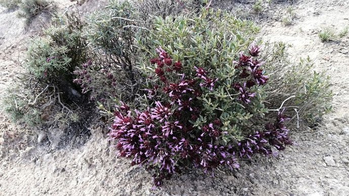 Parche de vegetación