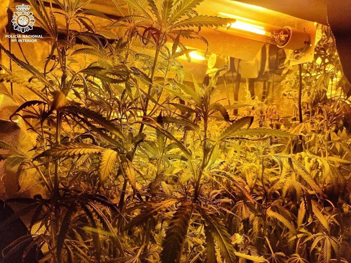 Plantación de marihuana de La Albericia, en Santander