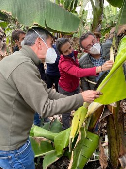 Técnicos de agricultura evalúan el impacto de la erupción en las plataneras