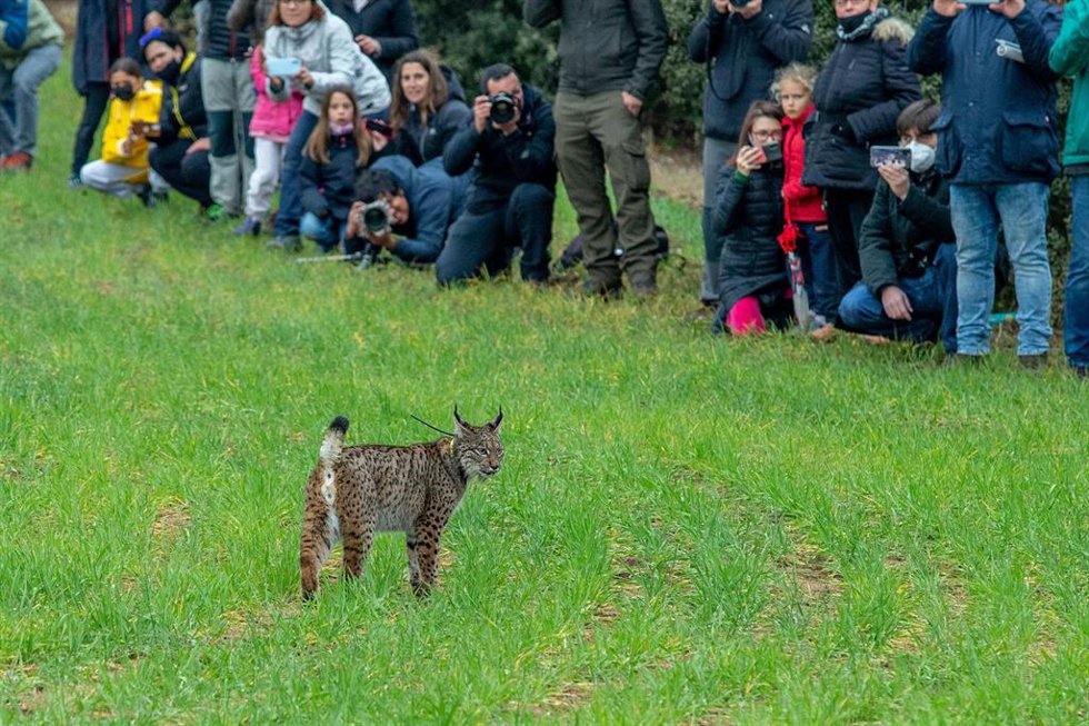 Uno de los linces liberados en la finca 'El Borril' de Polán (Toledo)