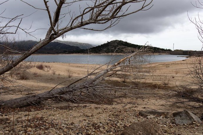 Ramas de árboles secas en el embalse de Navacerrada, debido a la sequía