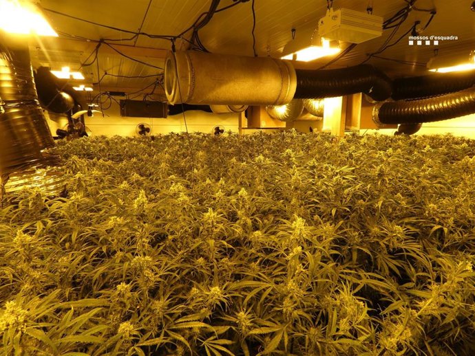 Imagen de la plantación en una nave industrial de Vila-sacra (Girona)