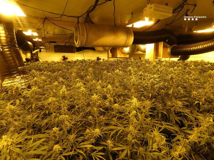 Imatge de la plantació en una nau industrial de Vila-sacra (Girona)