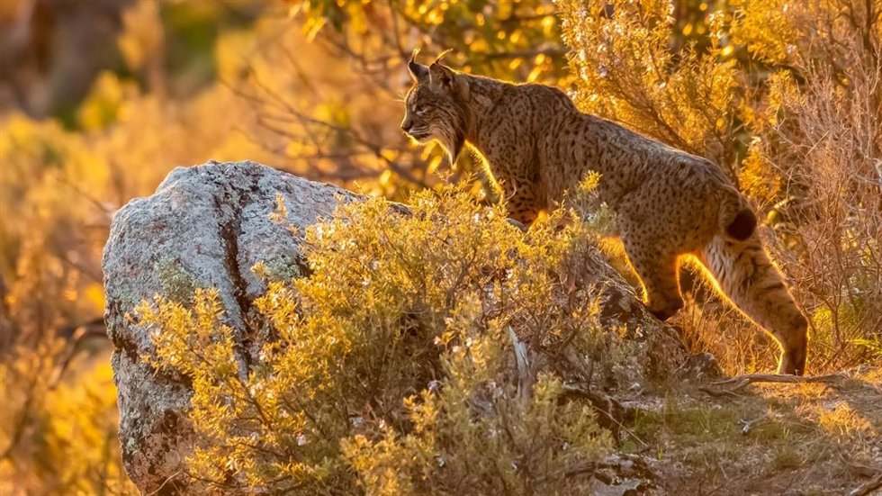 Lince ibérico.