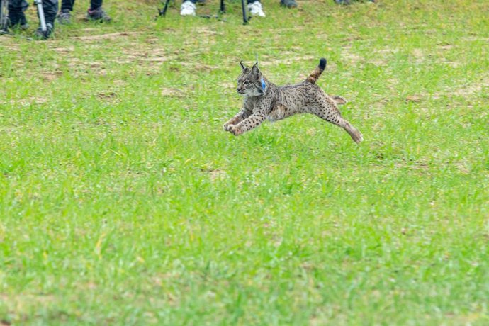 El consejero de Desarrollo Sostenible, José Luis Escudero, participa en la liberación de dos águilas imperiales recuperadas en el CERI de Sevilleja de la Jara y la suelta de tres ejemplares de lince ibérico, en la finca El Borril
