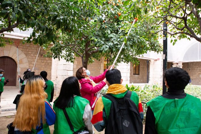 Voluntaris que participen en la recollecta de taronges en cinc districtes de Barcelona per després elaborar melmelada