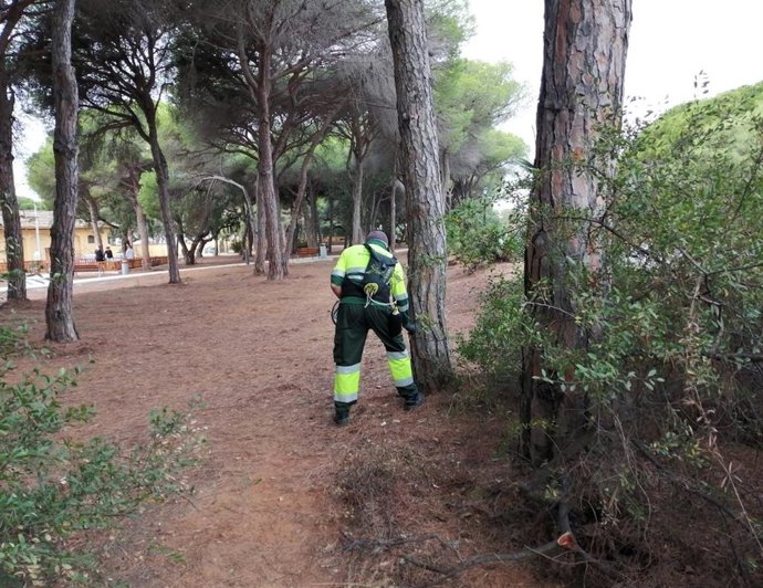 Actuaciones de prevención contra la oruga procesionaria.