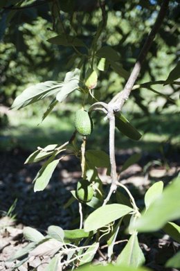 Archivo - Plantas de aguacate