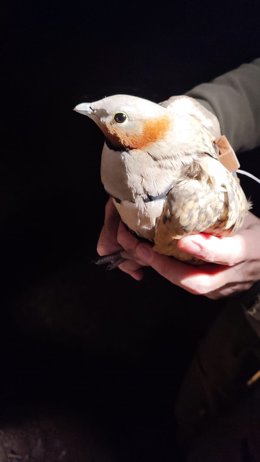 Junta aplaude las primeras capturas de ganga ortega en Andalucía para realizar un seguimiento de este ave amenazada