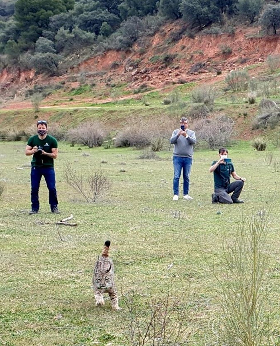 Liberación del lince Sueño en Úbeda