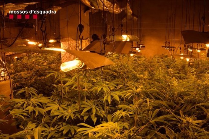 Cultiu de marihuana.